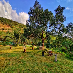 Lush Green Lawn